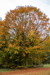 Cooper Beech Tree in Autumn 