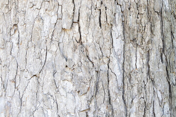 Obraz premium Abstract texture background photo brown, grey tamarind tree bark arranged in lines it beautiful. Use is house wall for background or website wallpaper. Can be used as model. 