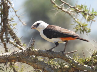 bird in the serengeti 