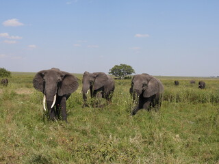 Fototapeta na wymiar elephants in the serengeti