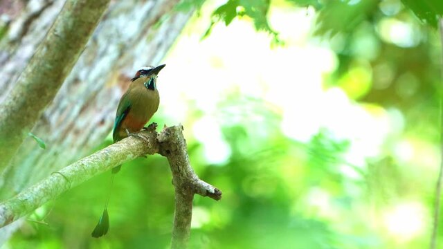 Turquoise-browed motmot Perching on a branch And flying