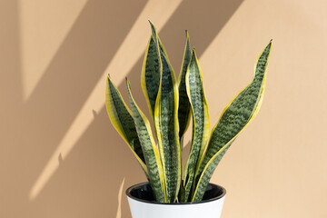 Sansevieria plant in a modern white pot on the background of a beige wall. Home plant Sansevieria trifa in a modern interior. Home decor and gardening concept.
