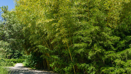 Bamboo row of Chimonobambusa quadrangularis in Arboretum Park Southern Cultures in Sirius (Adler) Sochi. Selective focus of square-stemmed bamboo culms. Great theme for any design.