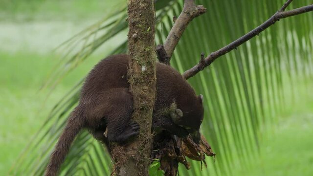 White-nosed Coati(Nasua narica) eat bananas