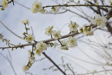 Apricot flower on nature background