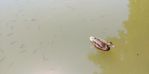 Pałac w Krasiczynie Zamek Krasiczyn Staw Park Jezioro Alejka Ryby Kaczki Armata  © woodyd