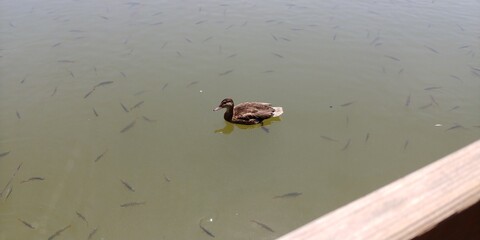 Pałac w Krasiczynie Zamek Krasiczyn Staw Park Jezioro Alejka Ryby Kaczki Armata  © woodyd