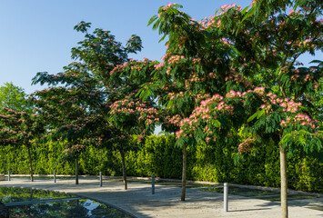 Pink fluffy flowers of Persian silk tree (Albizia julibrissin or Japanese acacia) blossom among...
