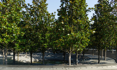 Flowering Evergreen Southern Magnolia (Magnolia Grandiflora) trees around Crater Fountain in city...