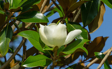 Large white fragrance flower Evergreen Southern Magnolia (Magnolia Grandiflora) in city park Krasnodar. Blooming magnolia in Public landscape 'Galitsky park' for relaxation and walking in sunny June