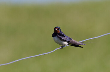 Rauchschwalbe