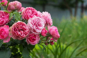 Roses in your garden close-up, free space.