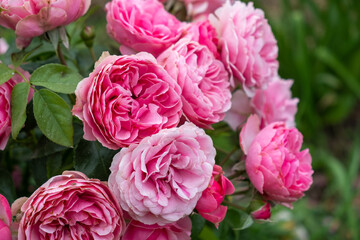 Pink roses close-up in your garden.