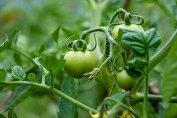 Unripe green tomatoes on a branch close-up, macro.