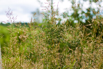 Naklejka premium Meadow field with fresh juicy green grass. Summer spring natural landscape. Green landscape background for a postcard, banner, or poster.