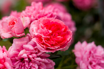 Pink roses on a flower bed on a sunny day. Close-up on blurred greenery with copying of space, using as a background the natural landscape, ecology, fresh wallpaper concepts.