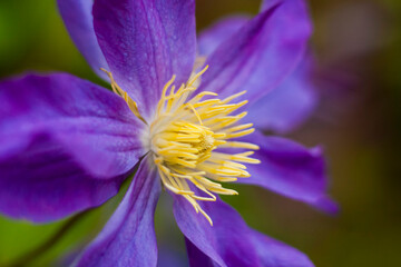 Flowers of Clematis and platinum. Close-up on blurred greenery with copying of space, using as a background of the natural landscape, ecology. Macro photography