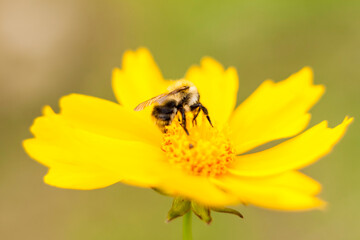 A bee on a yellow flower collects nectar. Close-up on a blurry background with copying of space, using the natural landscape and ecology as a background. Macro photography