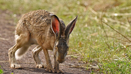 Wild Rusak Hare on a summer sunny day on a path in a field close-up.