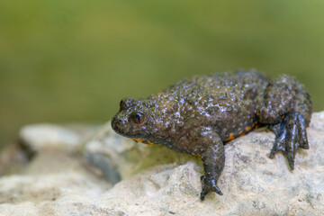 Yellow-bellied toad (Bombina variegata) on a rock, close up. Green background