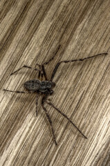 Spinne, Winkelspinne, Hausspinne