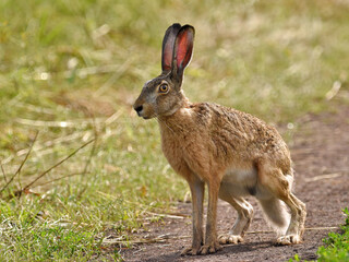 Naklejka na ściany i meble A brown European hare sits sideways on a path in a field on a summer sunny day, close-up.
