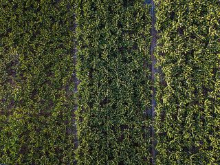 Fototapeta premium Banana plantation - Banana trees in the garden by the sea, Tenerife, The Canary Islands - Aerial Image