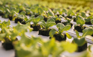 Green lettuce seedlings growing in farm greenhouse