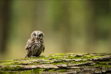 Fotobehang Eurasian scops owl (Otus scops) - Small scops owl on a branch in autumnal forest © lightpoet