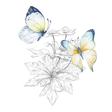 Butterflies and flowers on white background. Watercolor vintage illustration.

