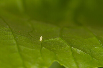 Cabbage butterfly eggs laid on a radish leaf
