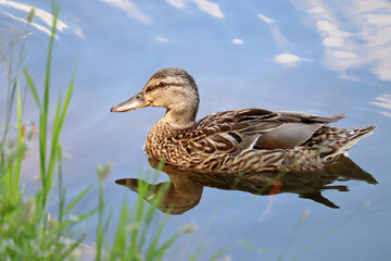 Mallard duck swimming in blue water. Female wild duck at summer lake