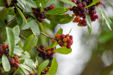 Red fruits of Japanese bayberry, on the branch
