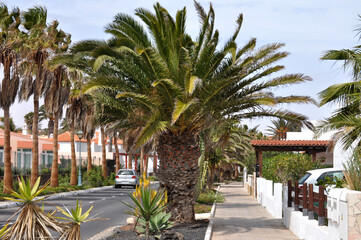 A beautiful street surrounded by palm trees and white houses with orange roofs in the small tourist town of Castillo Caleta de Fuste on the island of Fuertegentura. Canary Islands, Spain.