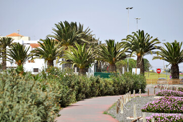 A beautiful alley surrounded by flowers, green bushes and palm trees, and behind them white houses with orange roofs.The village of Castillo Caleta de Fuste, Fuerteventura island,Canary islands,Spain.