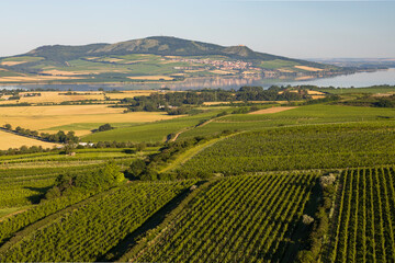 Fototapeta na wymiar Vineyards under Palava near Zajeci, Southern Moravia, Czech Republic