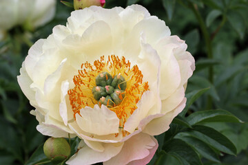 Pale yellow peony flower © JohnatAPW