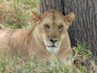 lion in serengeti