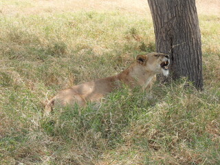 Obraz na płótnie Canvas lion in serengeti