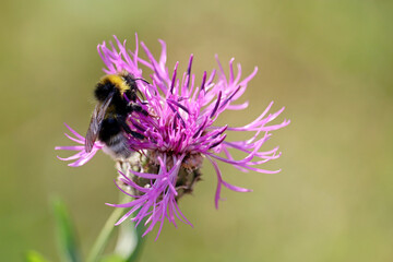 Bee collects pollen from the purple cornflower, macro shot. Wild nature, summer meadow
