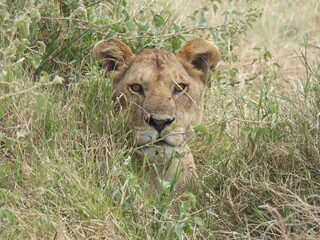 Fototapeta na wymiar lions in the serengeti