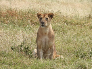 Fototapeta na wymiar lions in the serengeti