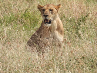 lions in the serengeti