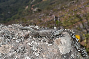 lizard on the stone