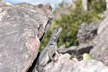 lizard on a rock