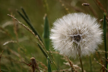 Wiesen-Bocksbart Tragopogon pratensis zwischen Gräsern