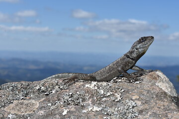lizard on the rock