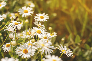 Floral background of wild chamomile in field on sunny day, selective focus. Summer scene with common daisy flowers.