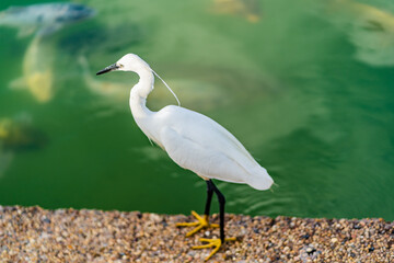Close up view of birds on the lake