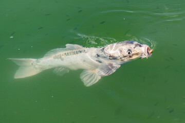 Close up fish in the park lake